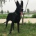 大量出售黑狼犬支持全国发货