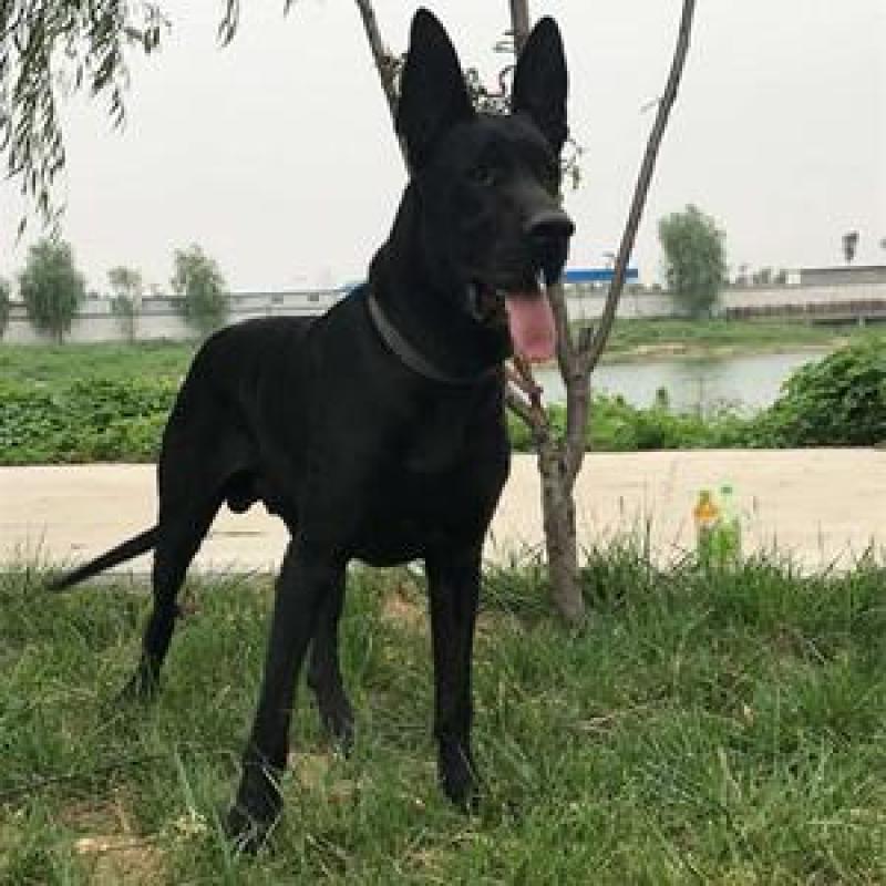 大量出售黑狼犬支持全国发货
