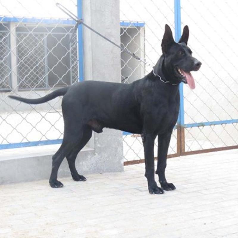 大量出售黑狼犬支持全国发货