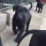 大量出售黑狼犬支持全国发货
