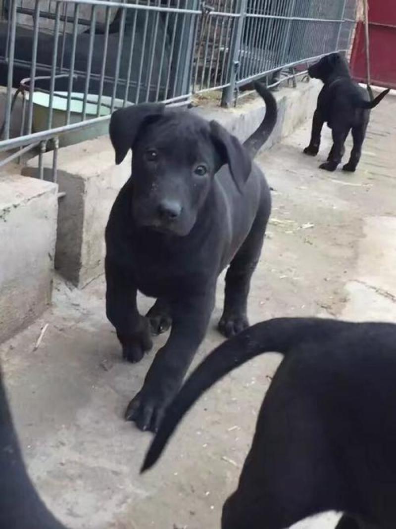 大量出售黑狼犬支持全国发货