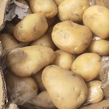 精品荷兰土豆大量提供，各种质量，质量保证