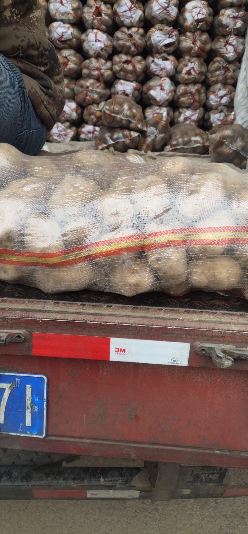 精品荷兰土豆大量提供，各种质量，质量保证