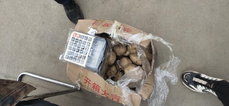 精品荷兰土豆大量提供，各种质量，质量保证