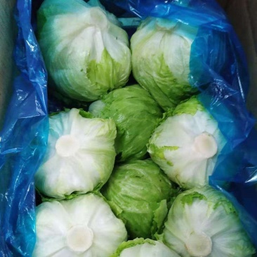 出口标准球生菜沙拉汉堡专用