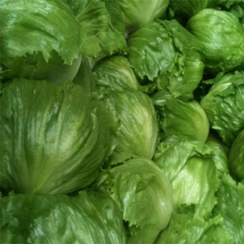 出口标准球生菜沙拉汉堡专用