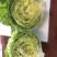 出口标准球生菜沙拉汉堡专用