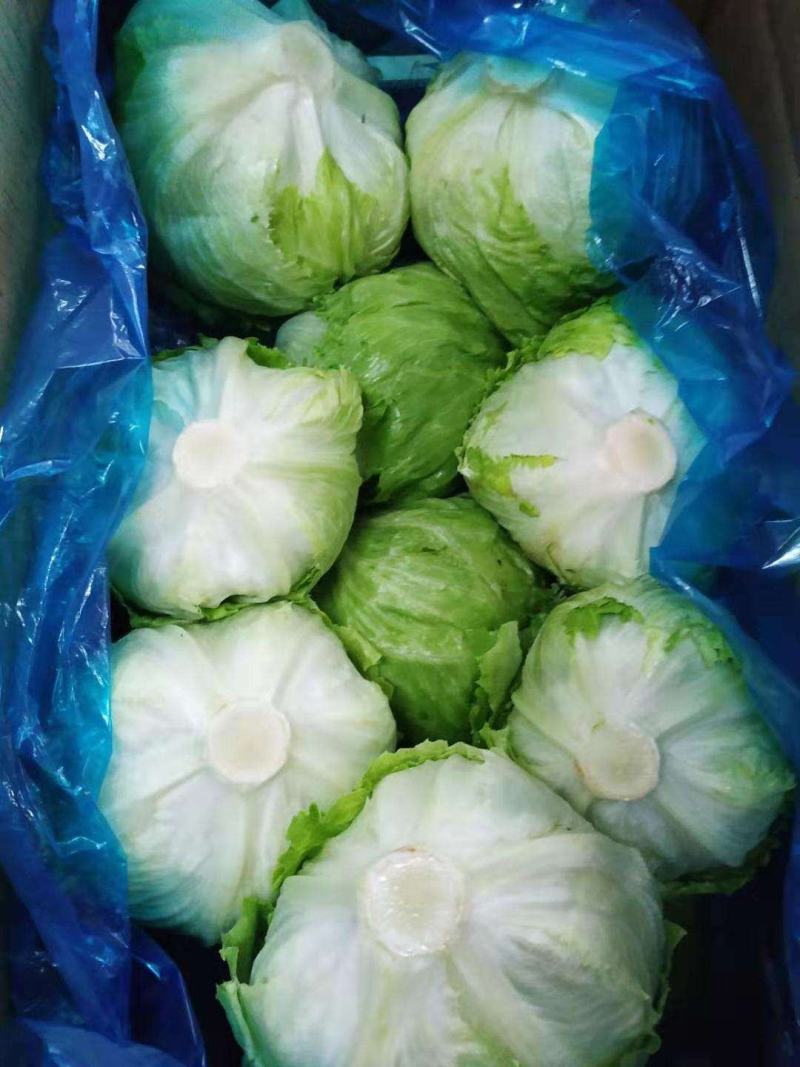 出口标准球生菜沙拉汉堡专用