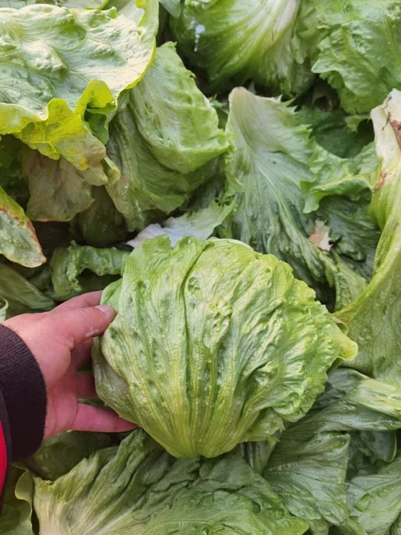 出口标准球生菜沙拉汉堡专用