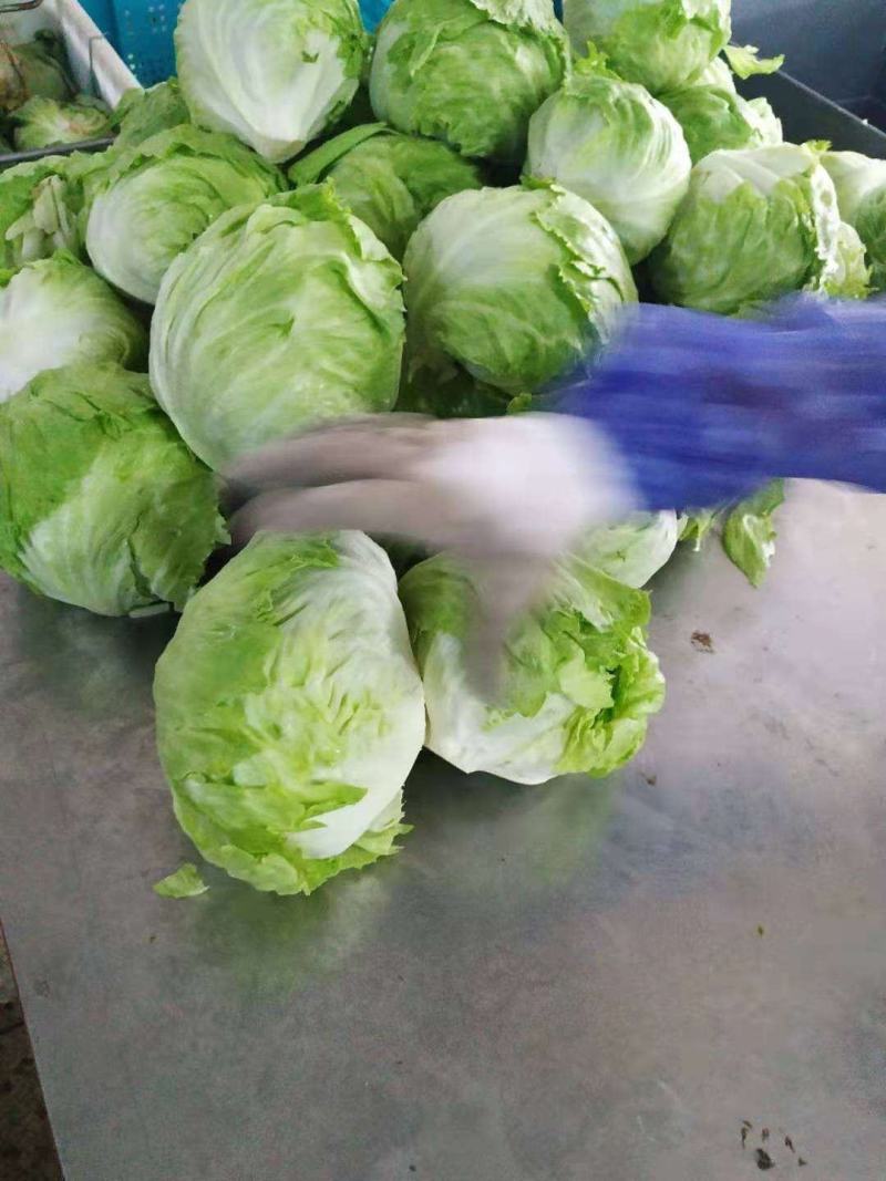 出口标准球生菜沙拉汉堡专用