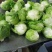 出口标准球生菜沙拉汉堡专用