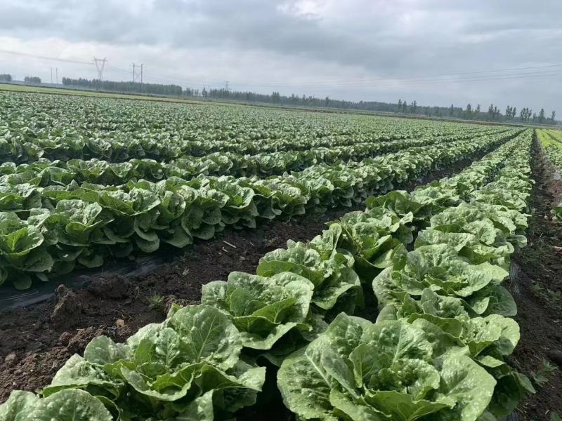 出口标准球生菜沙拉汉堡专用