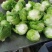 出口标准球生菜沙拉汉堡专用