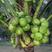 海南热带水果带皮青椰