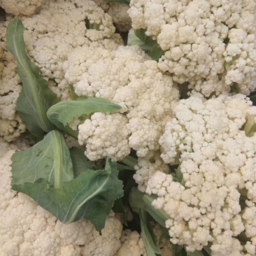 山东省郯城县红花镇东岳村有机花菜，甘蓝，白菜大量上市