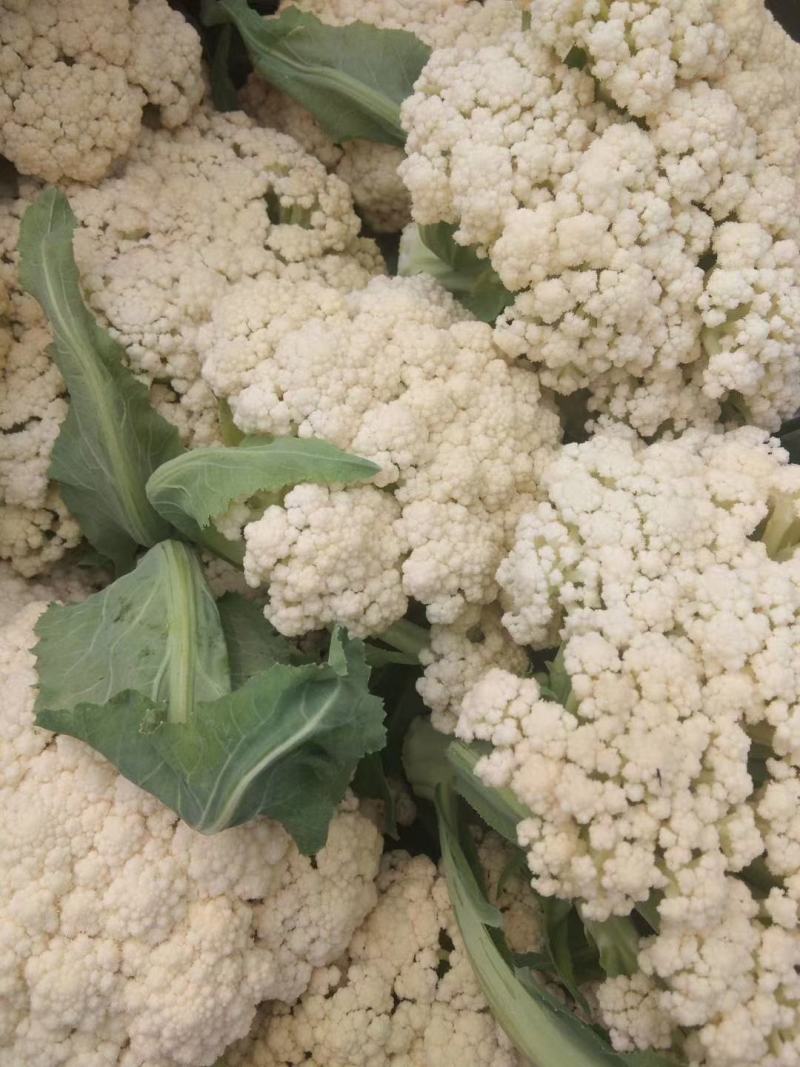山东省郯城县红花镇东岳村有机花菜，甘蓝，白菜大量上市
