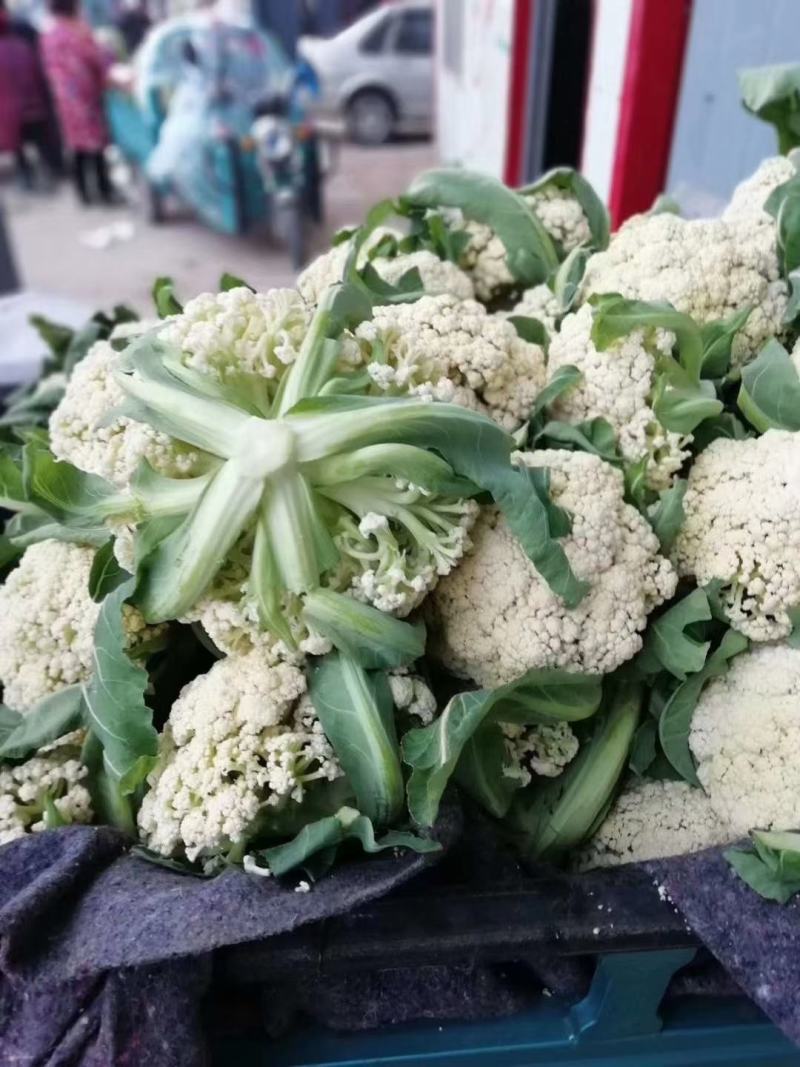 山东省郯城县红花镇东岳村有机花菜，甘蓝，白菜大量上市