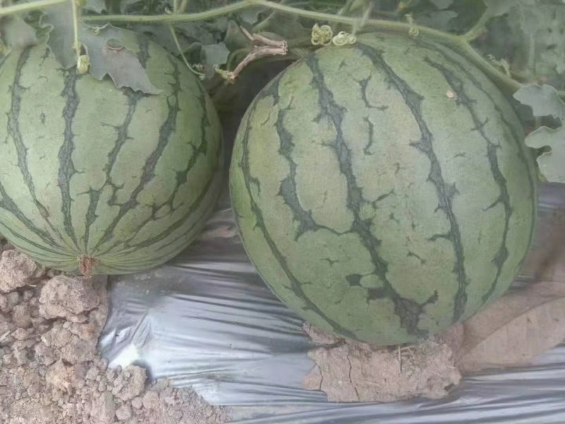 特小凤云南西双版纳傣族自治州