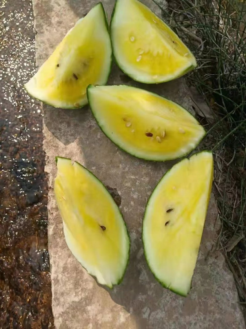 特小凤云南西双版纳傣族自治州