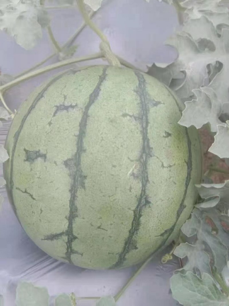 特小凤云南西双版纳傣族自治州