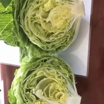 球生菜意大利生菜罗马生菜出口标准万亩自有基地