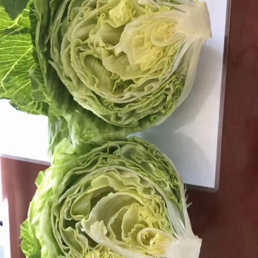球生菜意大利生菜罗马生菜出口标准万亩自有基地