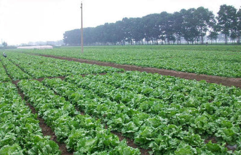 球生菜意大利生菜罗马生菜出口标准万亩自有基地