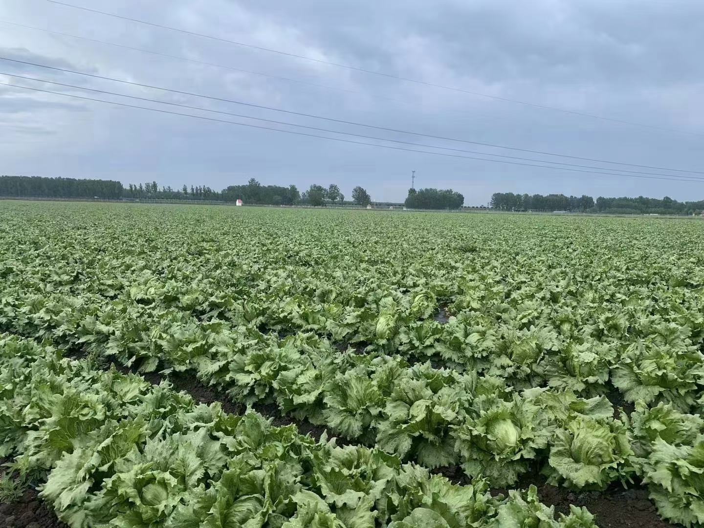 罗马生菜农田标准化种植实景：整齐排列的深绿罗马生菜植株直立生长，叶片舒展无黄化，行间铺设黑色防草膜，滴灌带精准供水，远处可见蜂箱与隔离网
