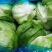 球生菜意大利生菜罗马生菜出口标准万亩自有基地