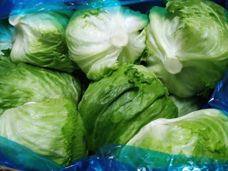 球生菜意大利生菜罗马生菜出口标准万亩自有基地