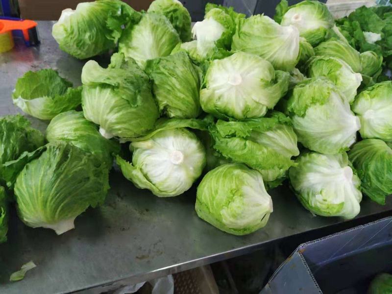 球生菜意大利生菜罗马生菜出口标准万亩自有基地