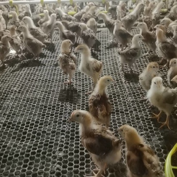 快大健康红羽380脱温鸡