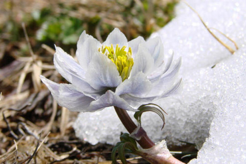 川西高海拔地区藏地黄龙雪山原生态野生雪莲花，
