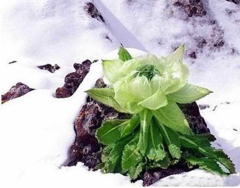 川西高海拔地区藏地黄龙雪山原生态野生雪莲花，