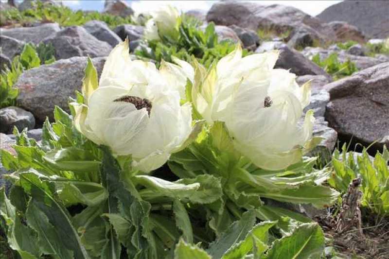 川西高海拔地区藏地黄龙雪山原生态野生雪莲花，