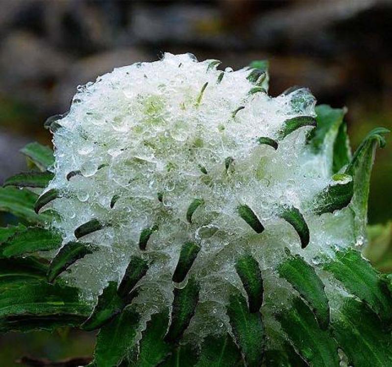 川西高海拔地区藏地黄龙雪山原生态野生雪莲花，