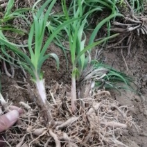 黄花菜种苗金针菜种苗根苗