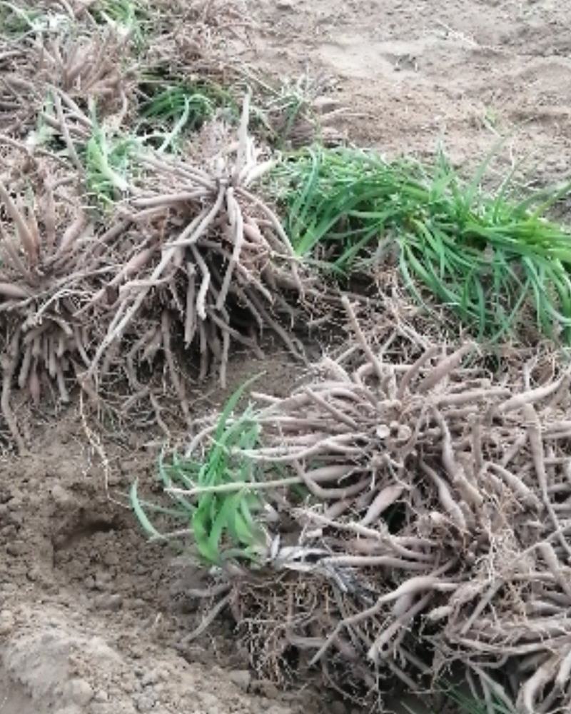 黄花菜种苗金针菜种苗根苗