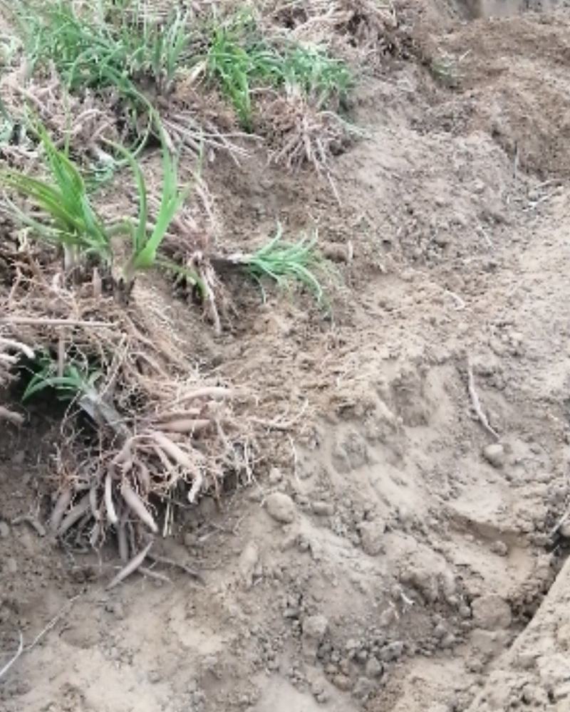 黄花菜种苗金针菜种苗根苗