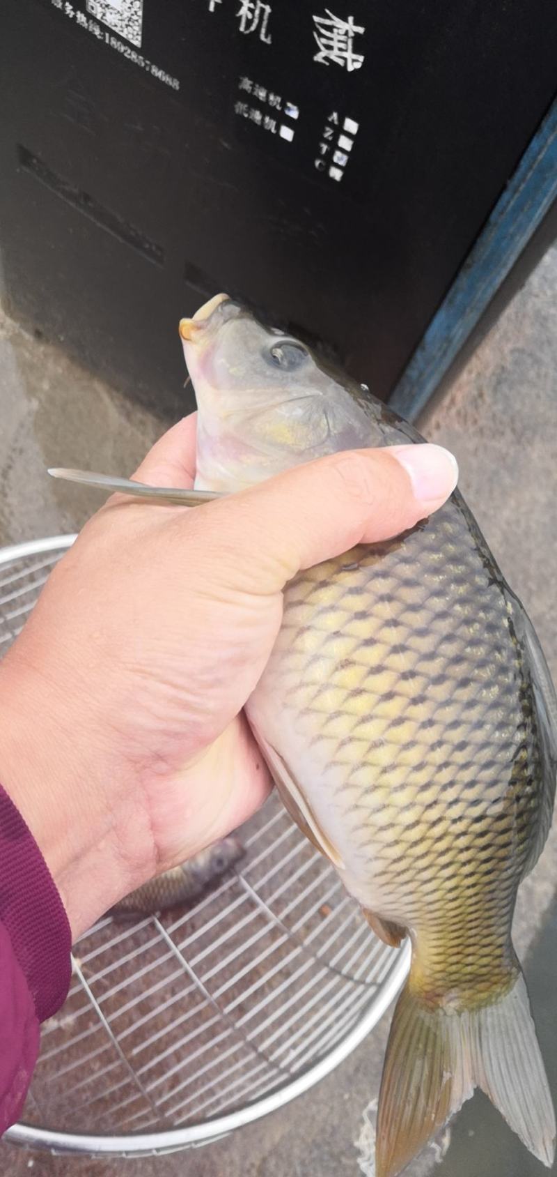 禾花鱼乌鲤禾花鲤鲤鱼钓场开口好