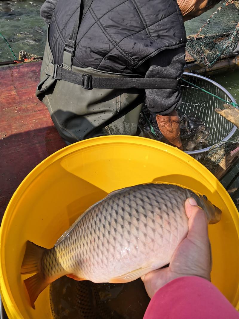 禾花鱼乌鲤禾花鲤鲤鱼钓场开口好