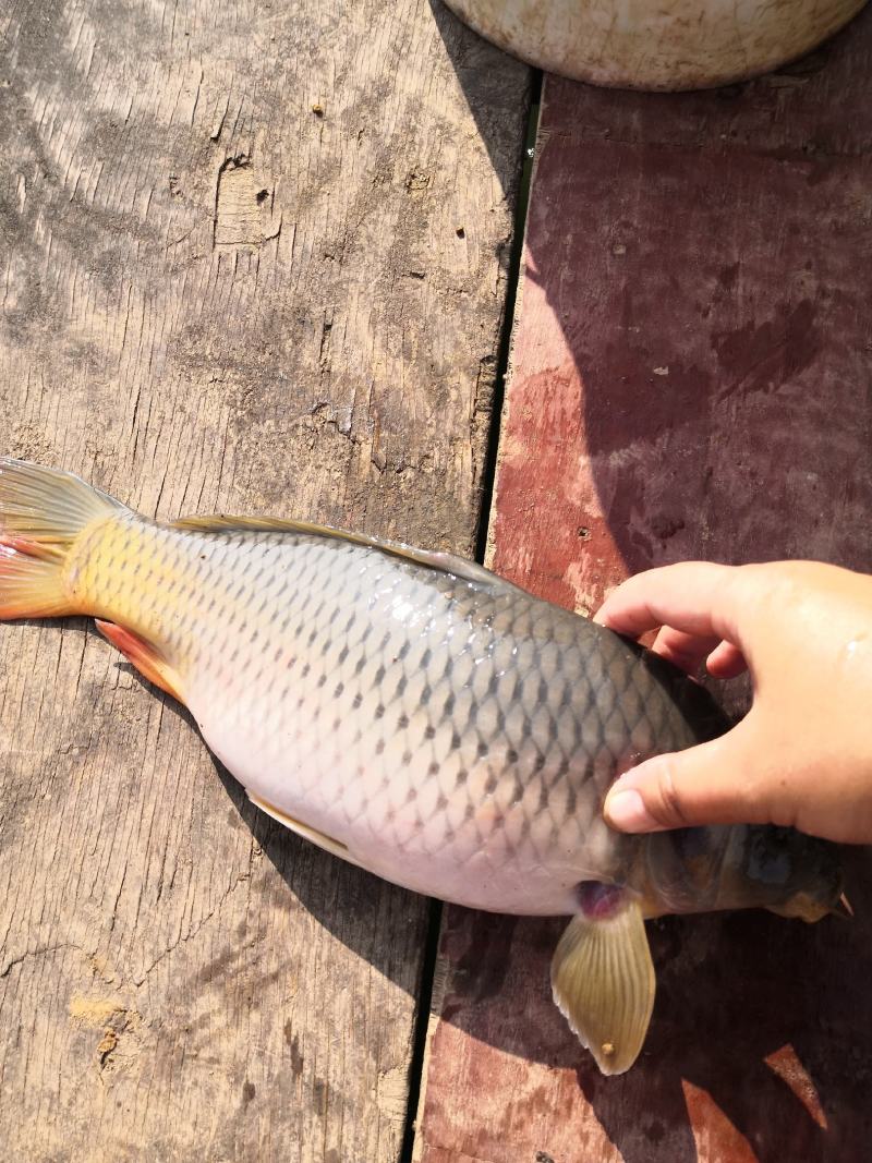 禾花鱼乌鲤禾花鲤鲤鱼钓场开口好