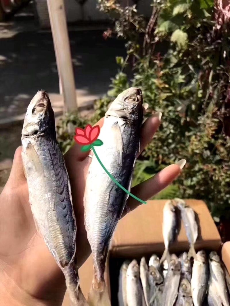 南澳岛，深海巴浪，农村人精心制作巴浪鱼干。
