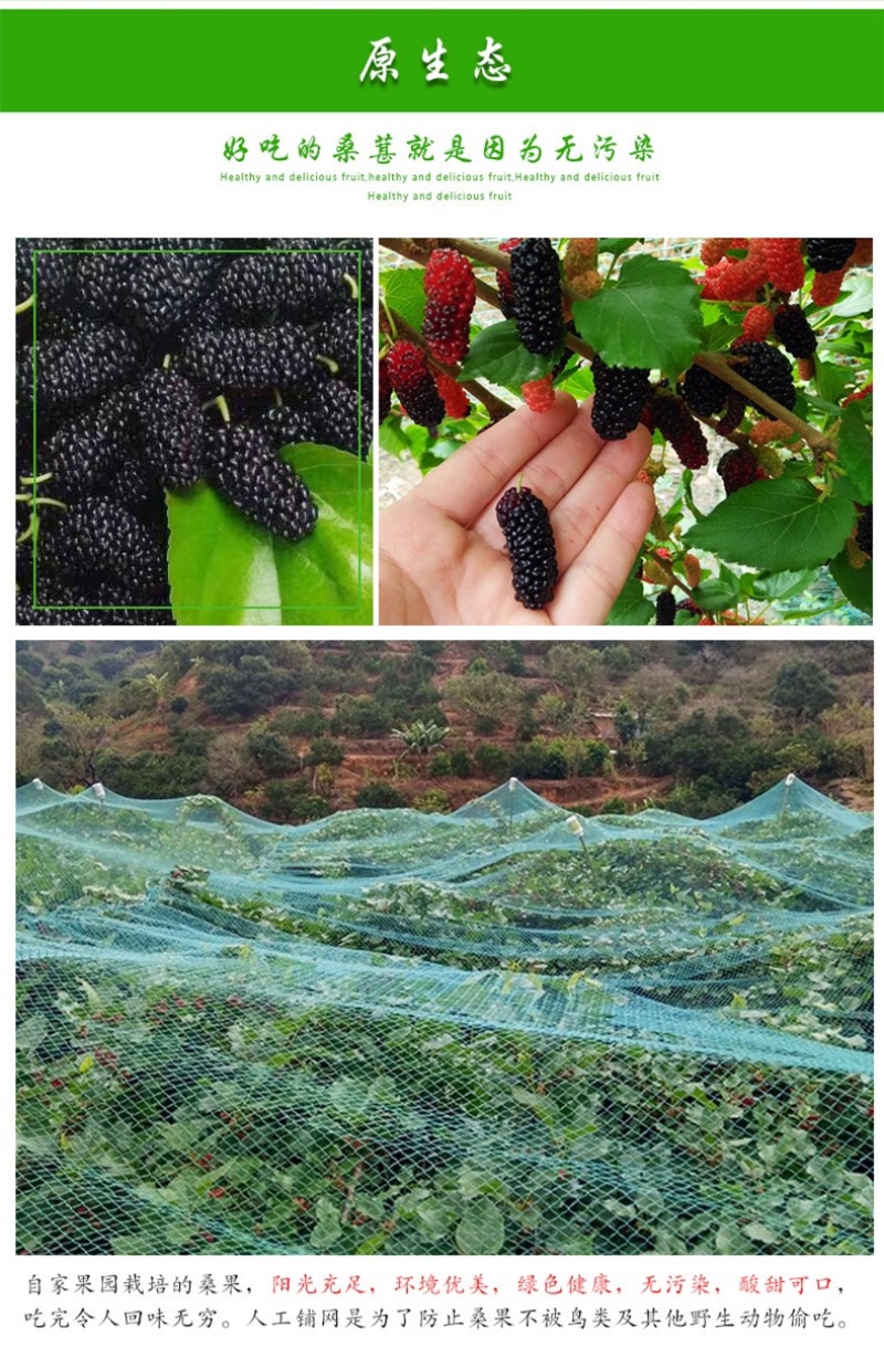 无籽大十果桑苗海宁嫁接苗产量高，结果快，提供技术