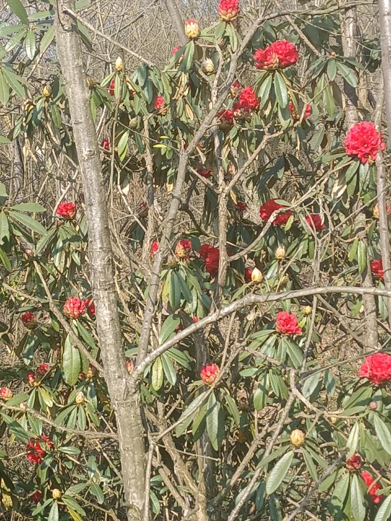 杜鹃花，现採现挖一米高，裸根发货，需要的可以下单