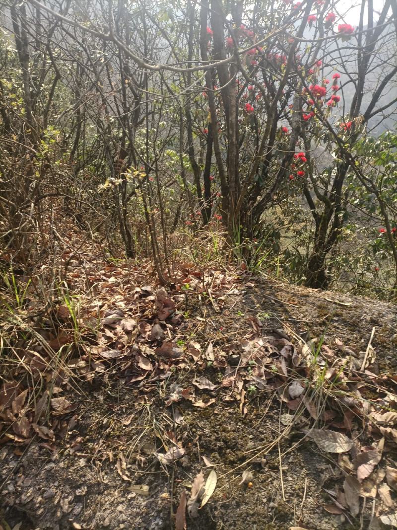 杜鹃花，现採现挖一米高，裸根发货，需要的可以下单