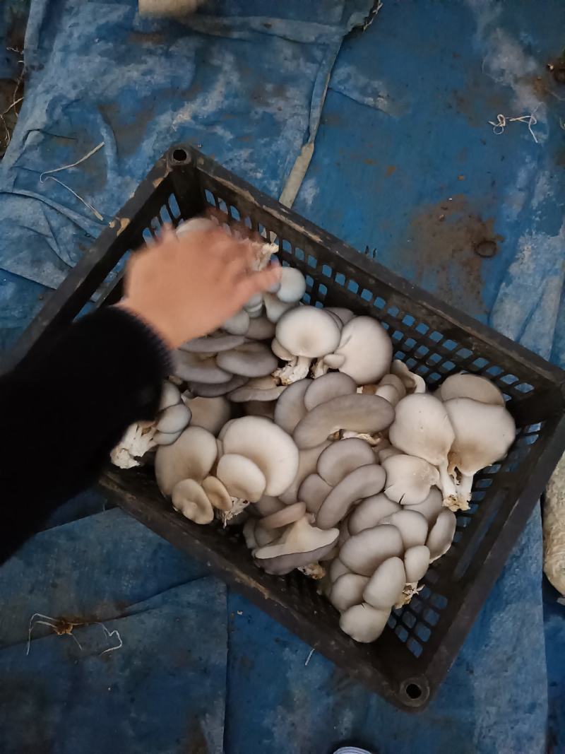 新鲜平菇，量大质优，非诚勿扰