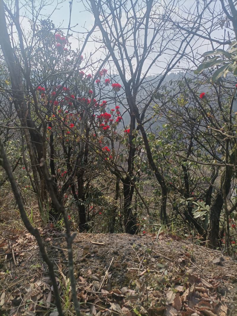 杜鹃花，现採现挖一米高，裸根发货，需要的可以下单