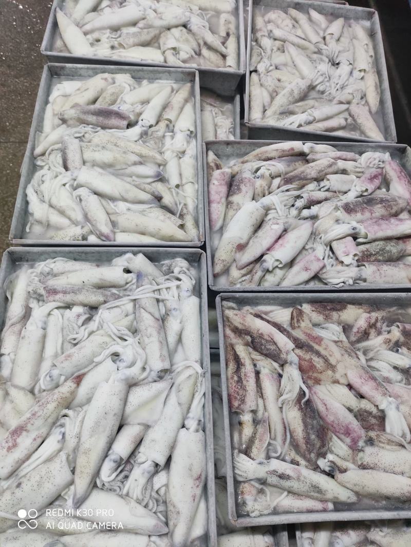 鱿鱼北部湾鱿鱼6斤净装