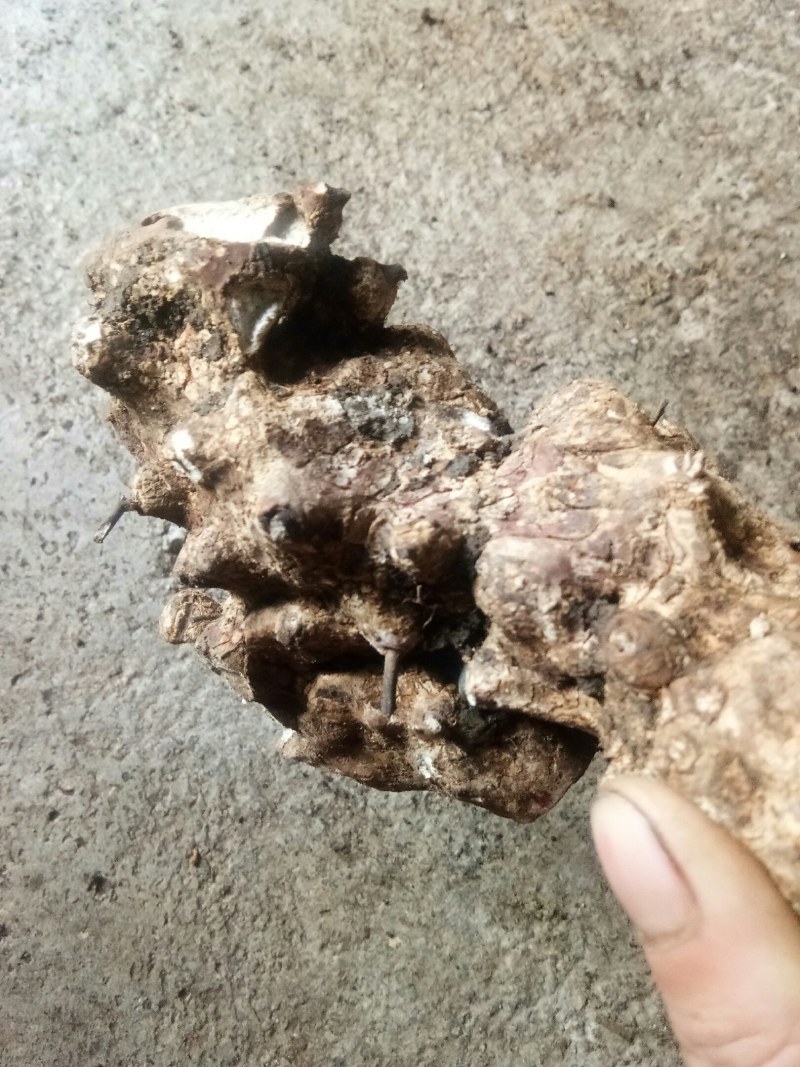 天然深山老林野生土茯苓